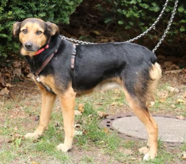 Valeska eignet sich als Familienhund