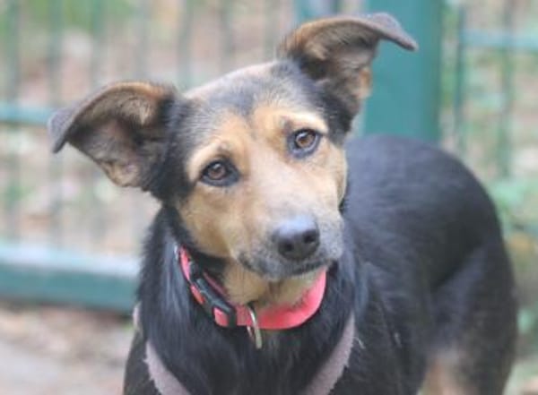 Valeska eignet sich als Familienhund