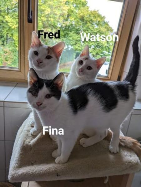Kitten Fred, Watson & Fina