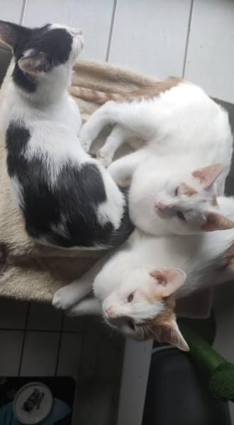 Kitten Fred, Watson & Fina