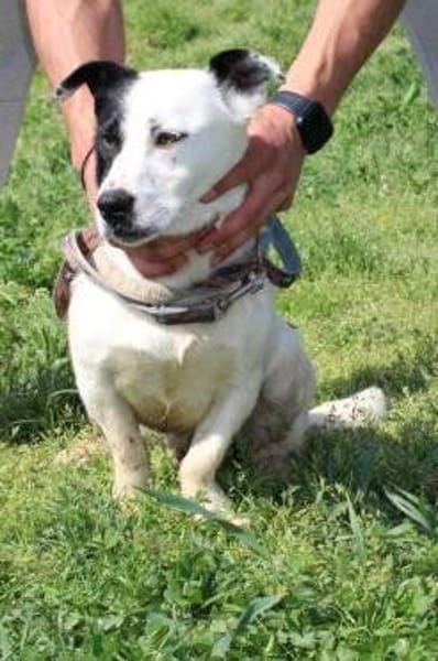 Jashi - lustige, kleine Mischung