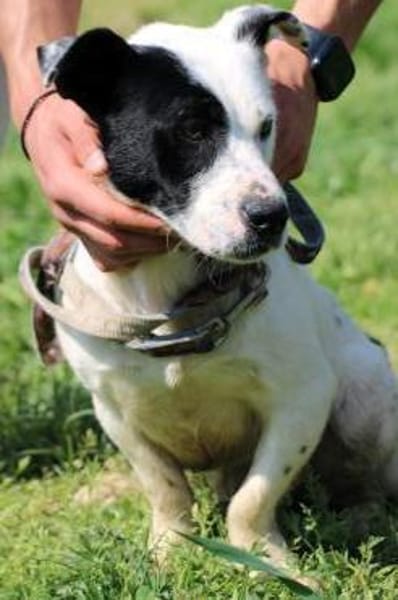 Jashi - lustige, kleine Mischung