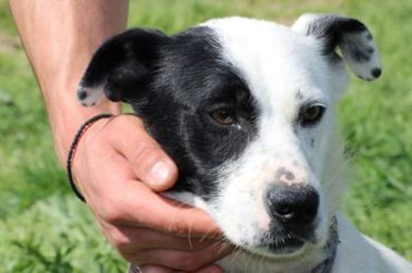 Jashi - lustige, kleine Mischung