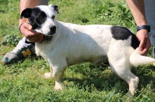 Jashi - lustige, kleine Mischung