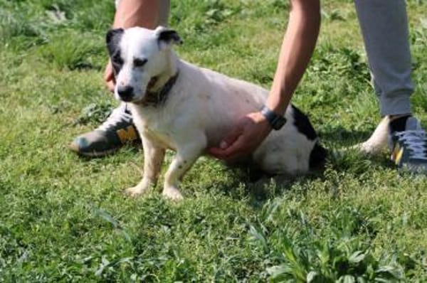 Jashi - lustige, kleine Mischung