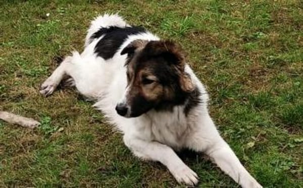 Zuhause gesucht für Pilvi