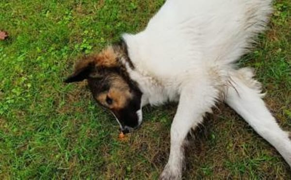 Zuhause gesucht für Pilvi