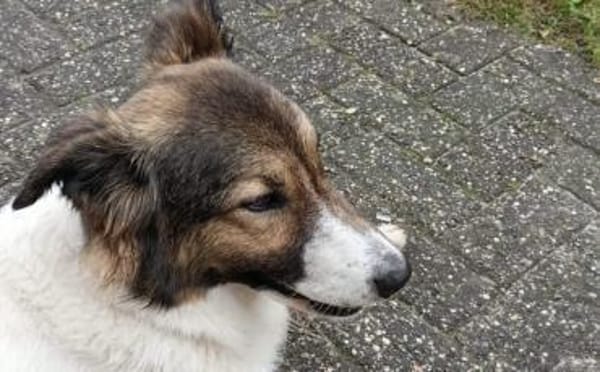 Zuhause gesucht für Pilvi