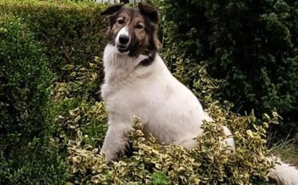 Zuhause gesucht für Pilvi