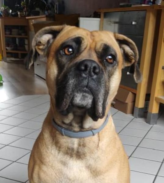 Süsse Willow menschenbezogen und lieb