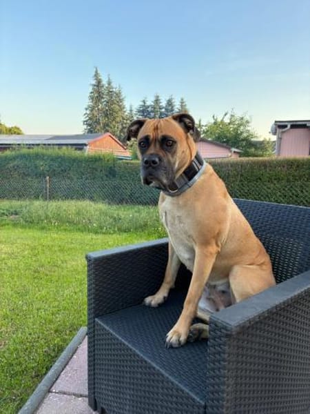 Süsse Willow menschenbezogen und lieb