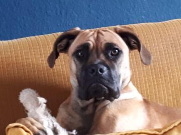 Süsse Willow menschenbezogen und lieb