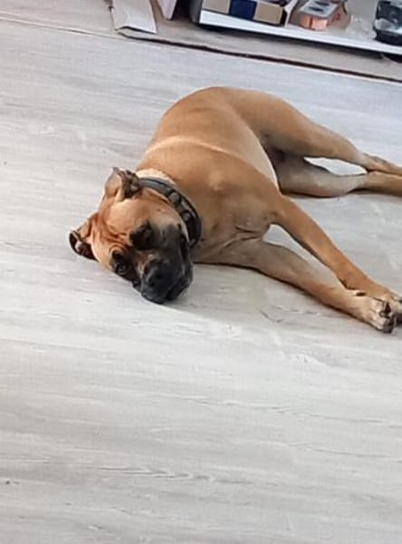 Süsse Willow menschenbezogen und lieb