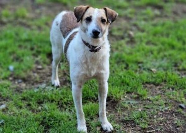 MIRKA sucht Zuneigung