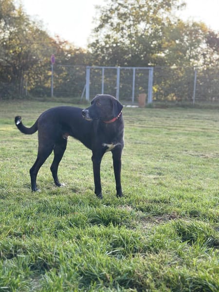 Diago, noch schreckhaft, gern Zweithund