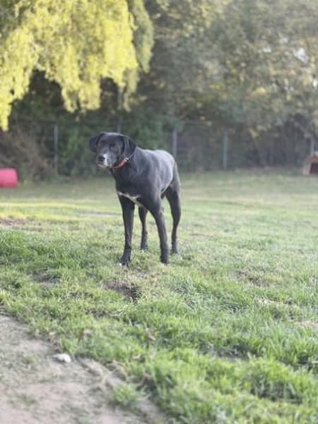 Diago, noch schreckhaft, gern Zweithund