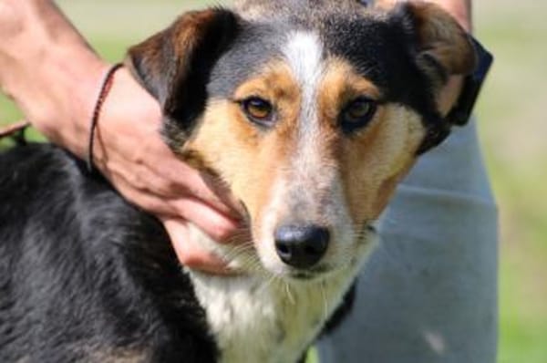 Jolene - unkompliziert u. zutraulich