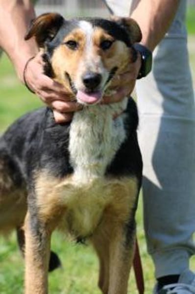 Jolene - unkompliziert u. zutraulich