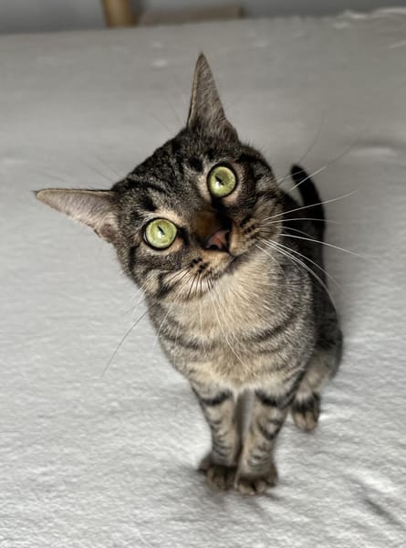 Mango sucht mit Garten oder Freigang