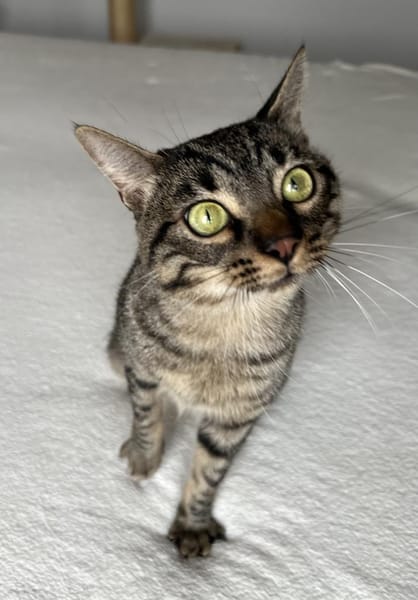 Mango sucht mit Garten oder Freigang