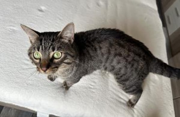 Mango sucht mit Garten oder Freigang