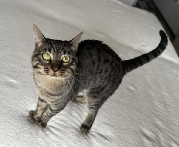 Mango sucht mit Garten oder Freigang