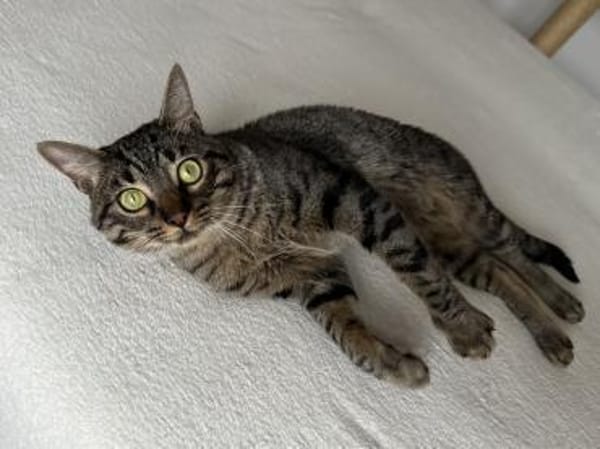 Mango sucht mit Garten oder Freigang