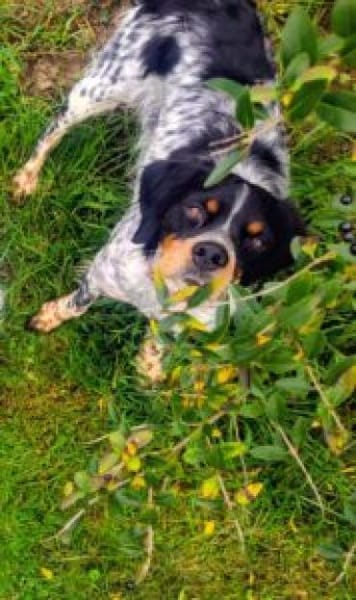 Verschmuster Sonnenschein Moreas sucht