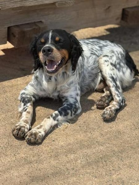 Verschmuster Sonnenschein Moreas sucht