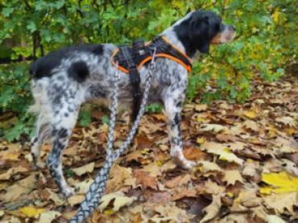 Verschmuster Sonnenschein Moreas sucht