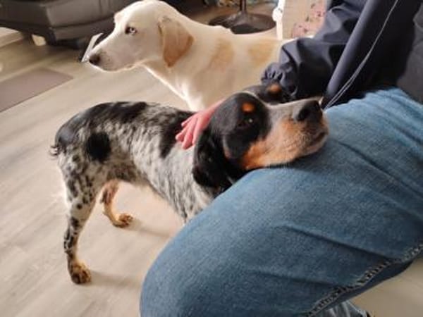 Verschmuster Sonnenschein Moreas sucht