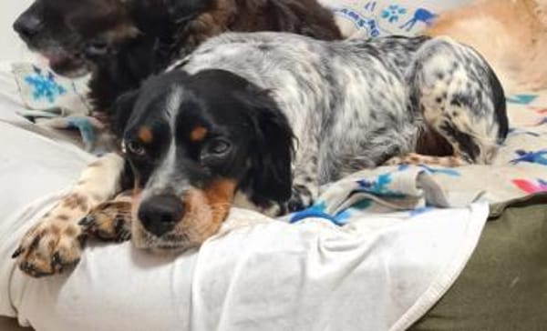 Verschmuster Sonnenschein Moreas sucht