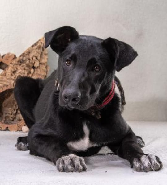 Pino wartet in Sueddeutschland