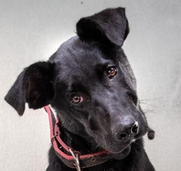 Pino wartet in Sueddeutschland