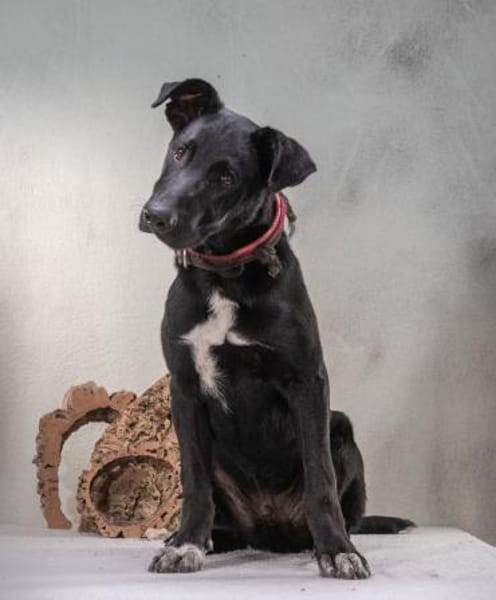 Pino wartet in Sueddeutschland