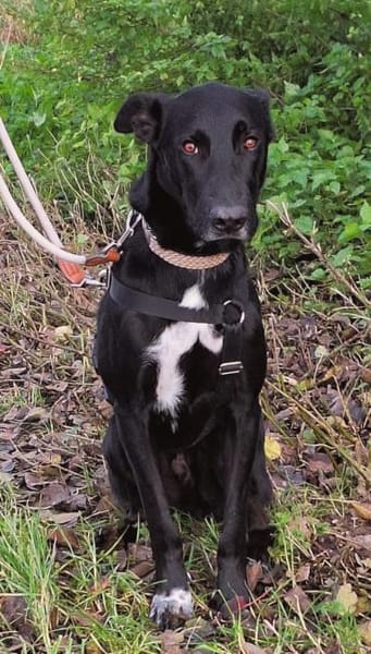 Pino wartet in Sueddeutschland