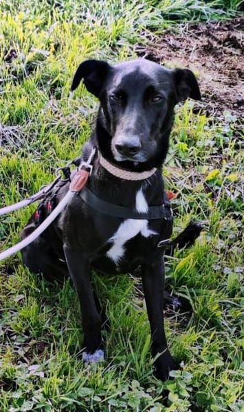 Pino wartet in Sueddeutschland