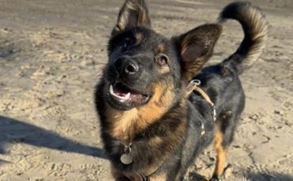 Haru sucht ihr Glück