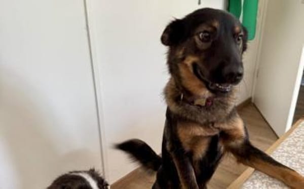 Haru sucht ihr Glück