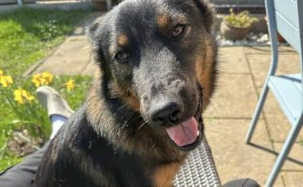 Haru sucht ihr Glück