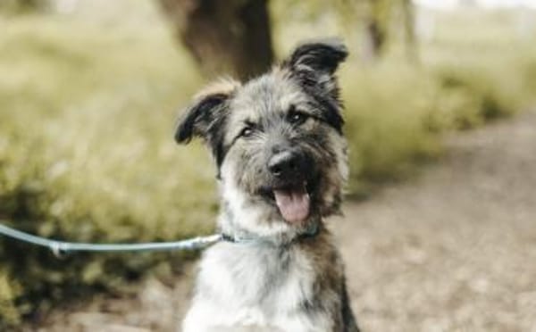 Zuhause gesucht für Dobby