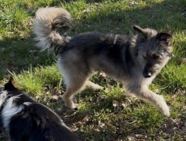 Zuhause gesucht für Dobby