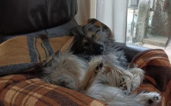 Zuhause gesucht für Dobby