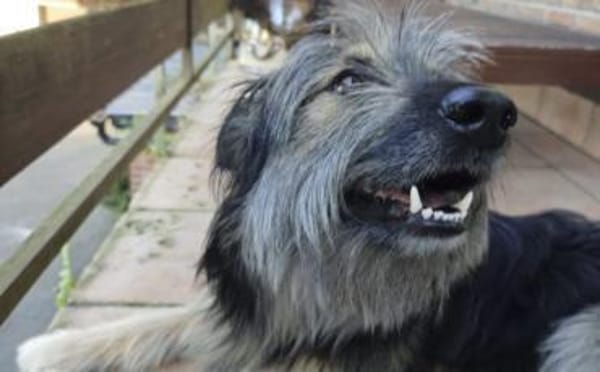 Zuhause gesucht für Dobby