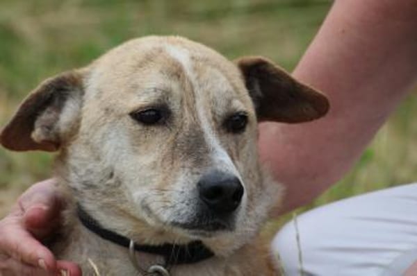 Mignon - liebenswerter, ruhiger Rüde