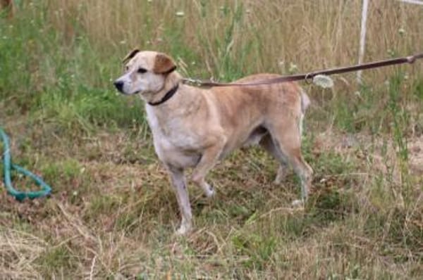 Mignon - liebenswerter, ruhiger Rüde