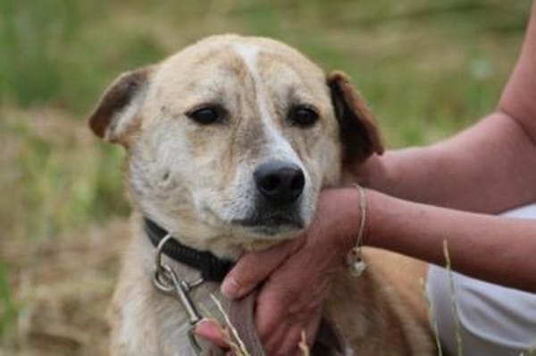 Mignon - liebenswerter, ruhiger Rüde