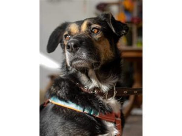 Oraya - wartet in 96369 Weißenbrunn