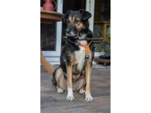 Oraya - wartet in 96369 Weißenbrunn