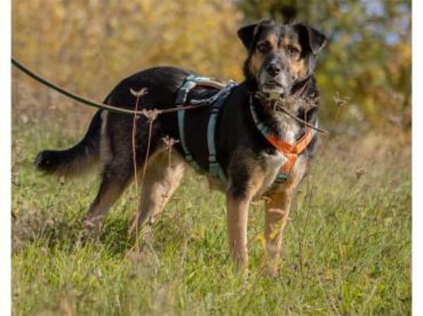 Oraya - wartet in 96369 Weißenbrunn